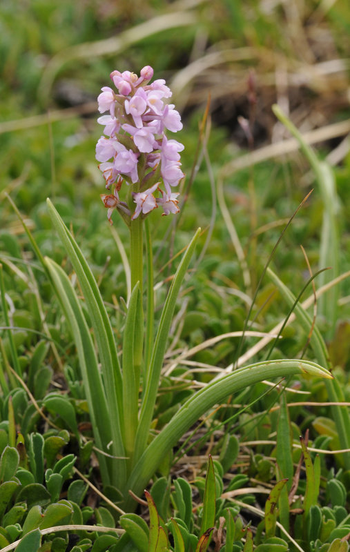 Gymnadenia odoratissima.jpg