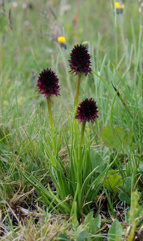 Gymnadenia rhellicani. Closer.2.jpg