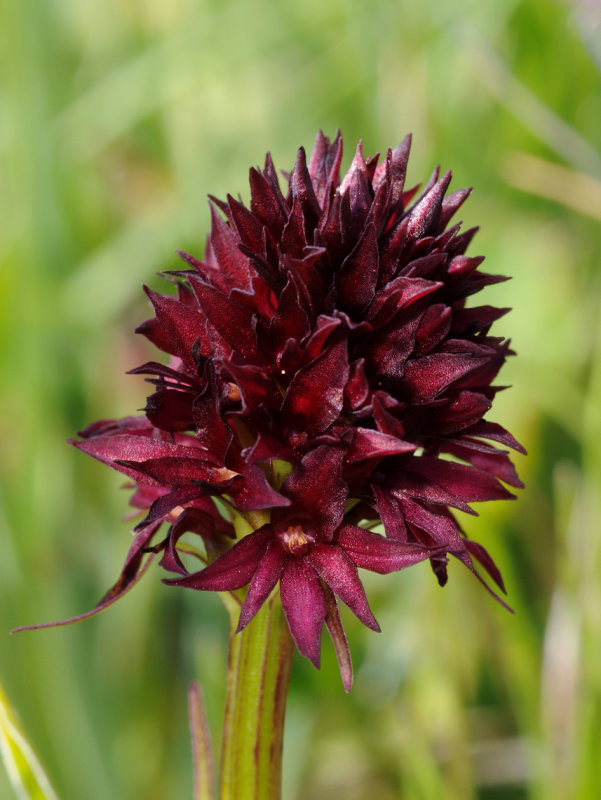 Gymnadenia rhellicani. Close-up.jpg
