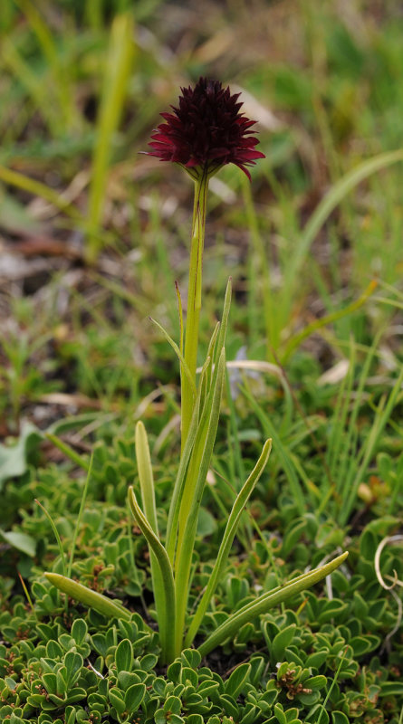 Gymnadenia rhellicani.3.jpg