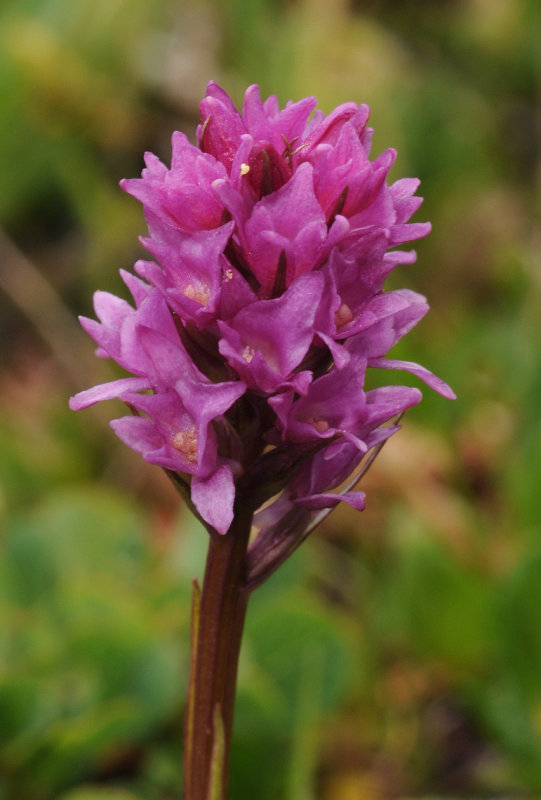 Gymnadenia x heufleri. Closer.2.jpg