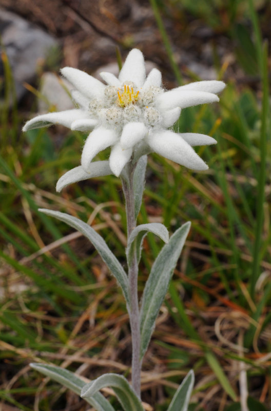 Leontopodium alpinum. Closer.jpg