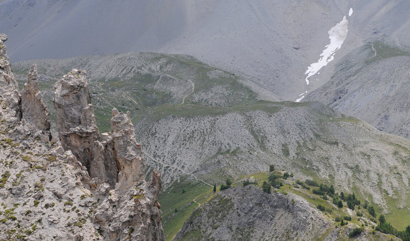 Leontopodium alpinum. view.jpg