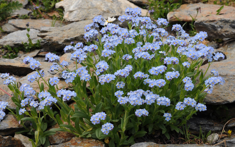 Myosotis alpestris.2.jpg