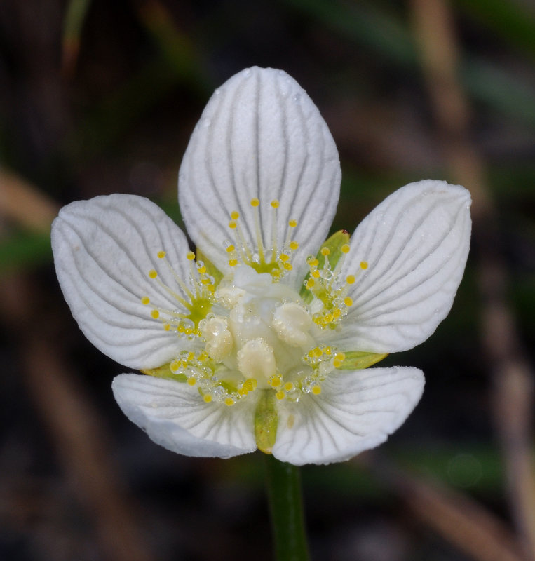 Parnassia palustris.jpg