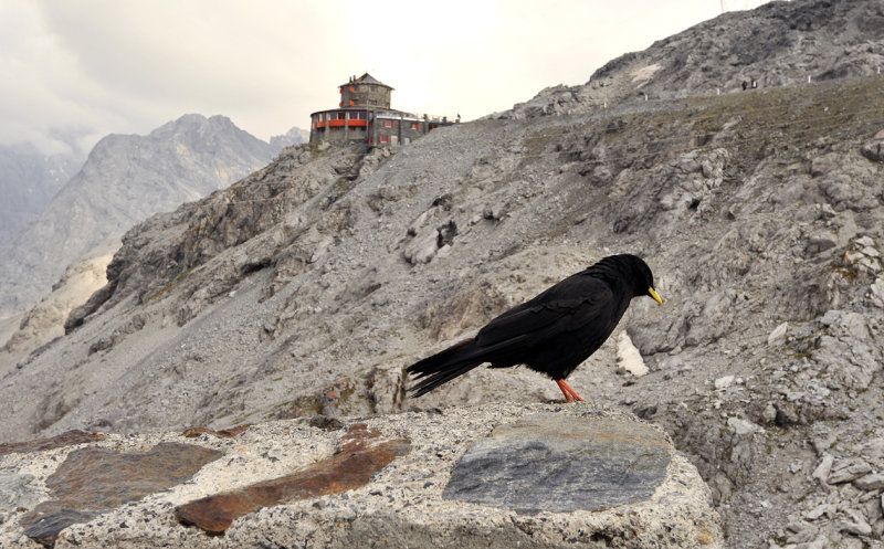 Passo del Stilvio. Alpenkauw.jpg