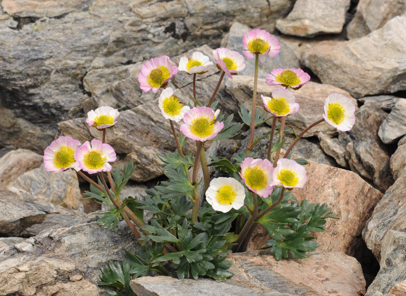 Ranunculus glacialis.1.jpg