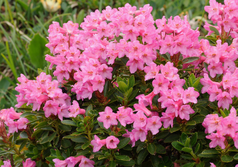 Rhododendron hirsutum. Close-up.jpg