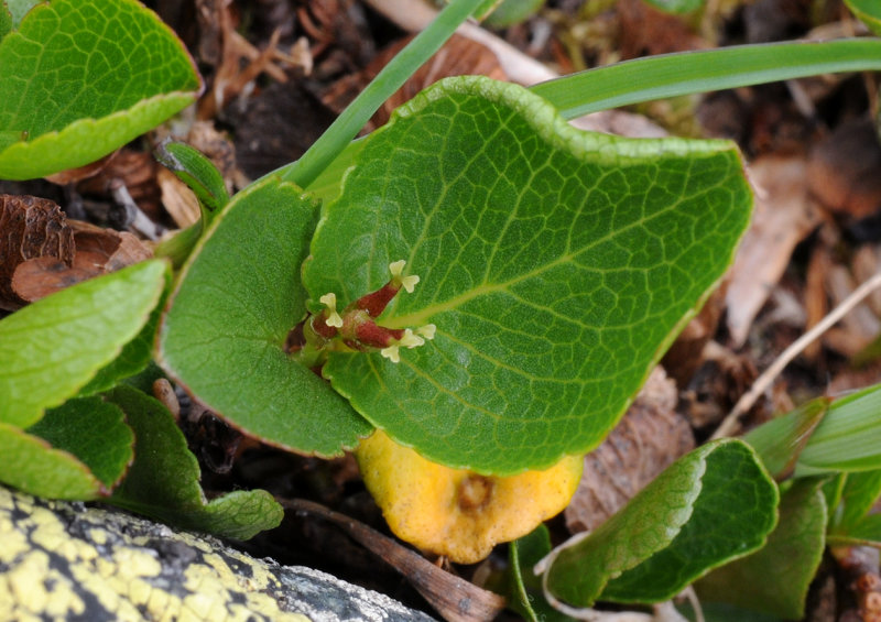 Salix herbacea female plant.2.jpg