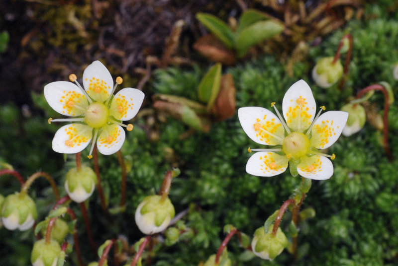 Saxifraga bryoides.jpg