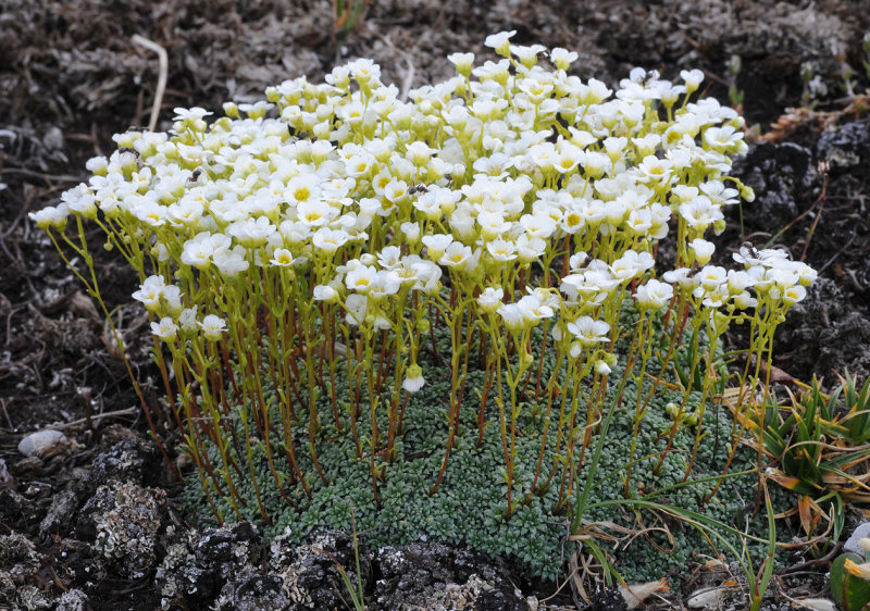 Saxifraga caesia.jpg