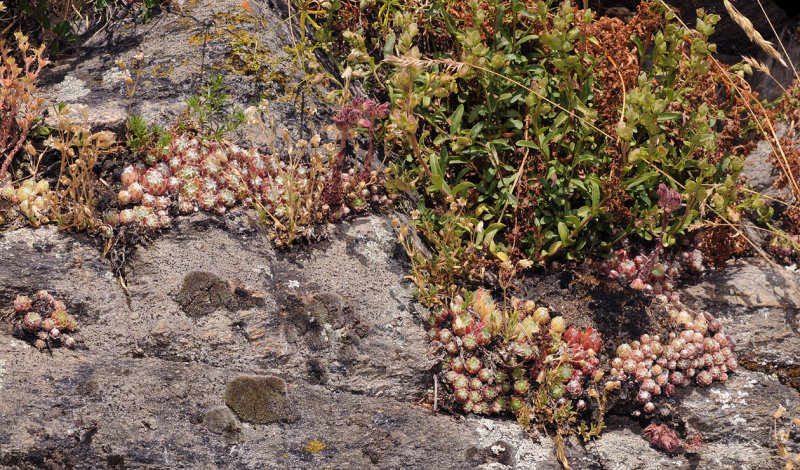 Sempervivum arachnoideum. In habitat.jpg