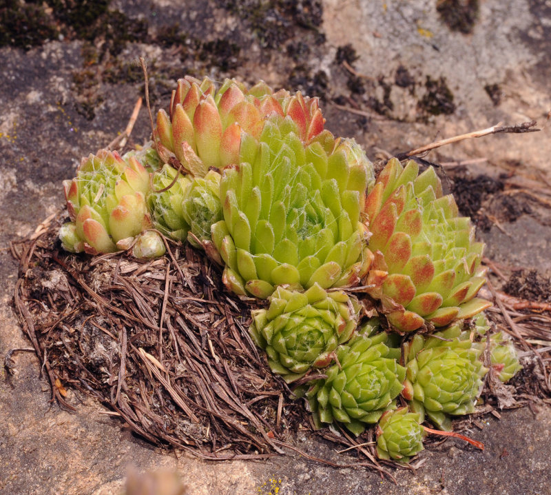 Sempervivum arachnoideum.6.jpg