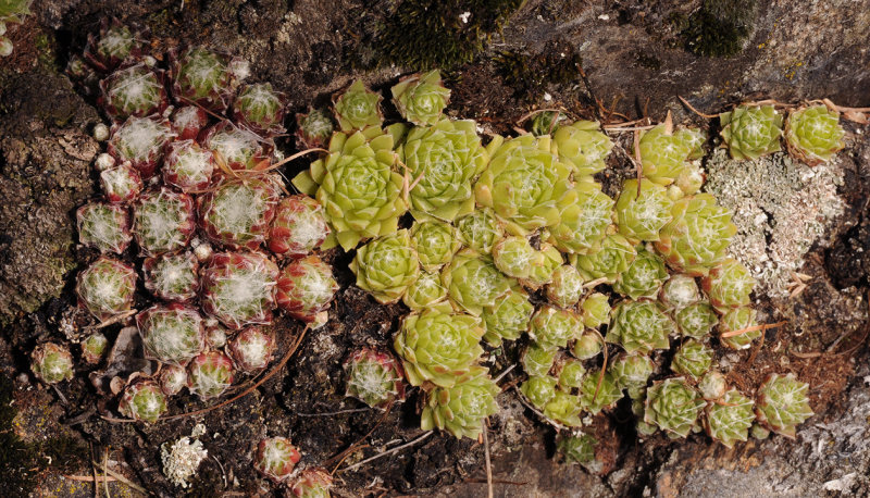 Sempervivum arachnoideum.8.jpg