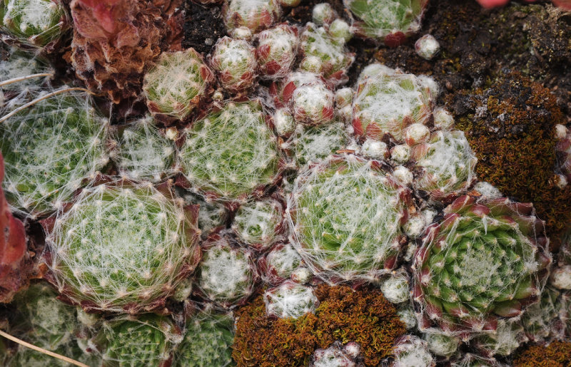 Sempervivum arachnoideum.9.jpg
