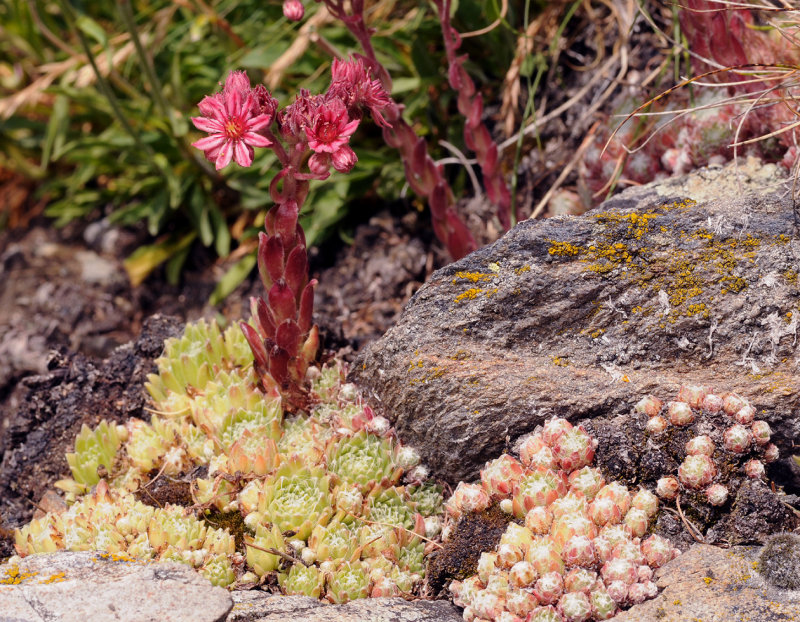 Sempervivum arachnoideum.10.jpg
