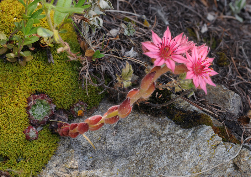 Sempervivum arachnoideum.jpg
