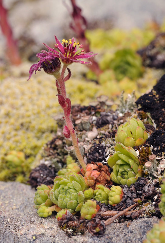 Sempervivum montanum (2).jpg