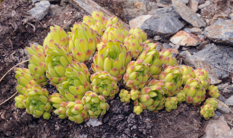 Sempervivum montanum.2.jpg