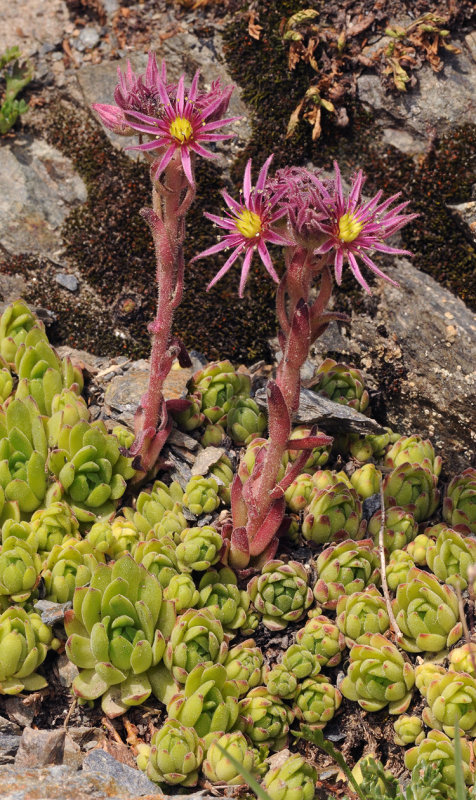 Sempervivum montanum.jpg