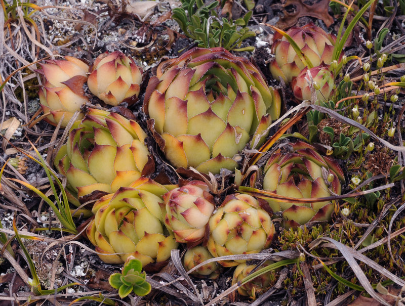 Sempervivum tectorum (2).jpg