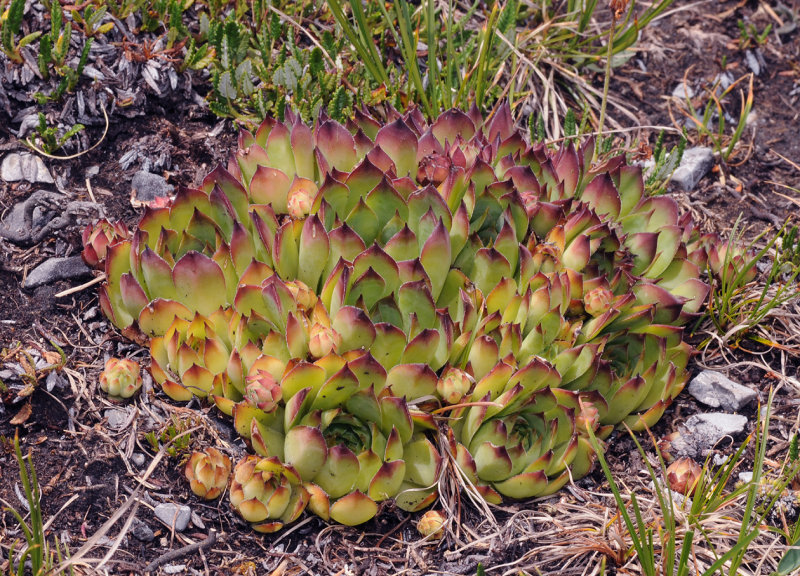 Sempervivum tectorum.2.jpg