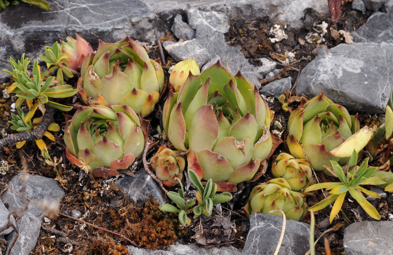 Sempervivum tectorum.3..jpg