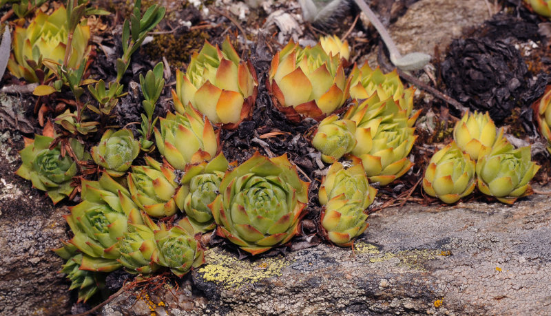 Sempervivum wulfenii hybrid.jpg
