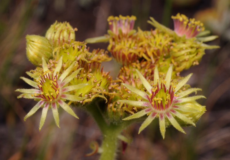 Sempervivum wulfenii. Close-up.2.jpg