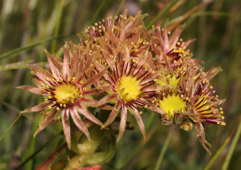 Sempervivum wulfenii. Close-up.jpg