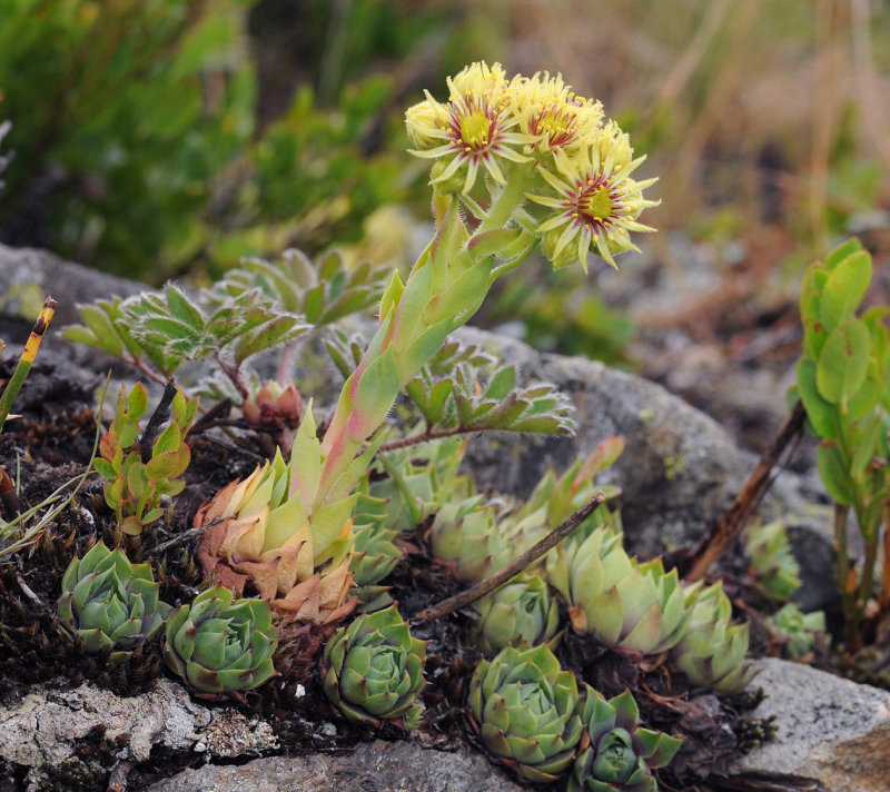 Sempervivum wulfenii.7.jpg