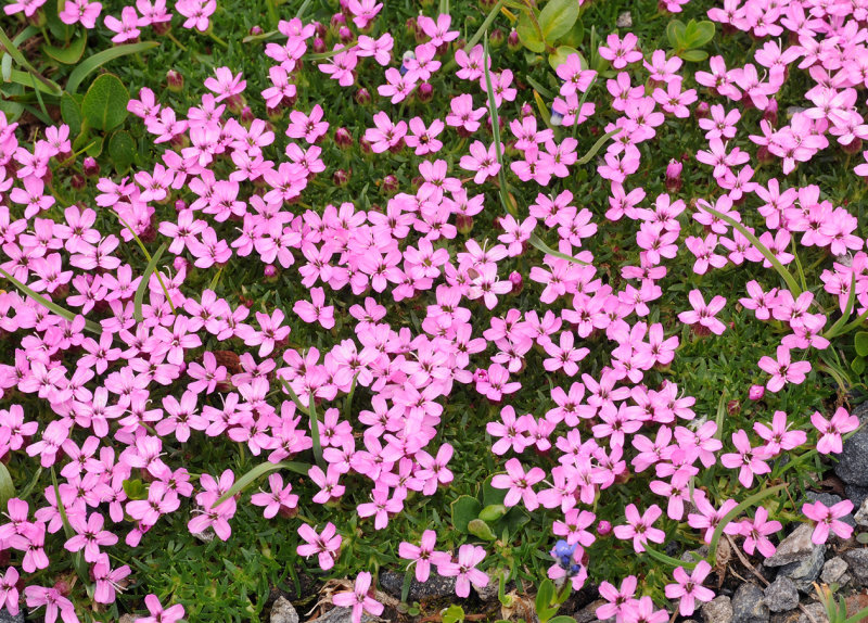 Silene acaulis.3.jpg