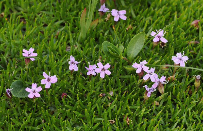 Silene acaulis.jpg