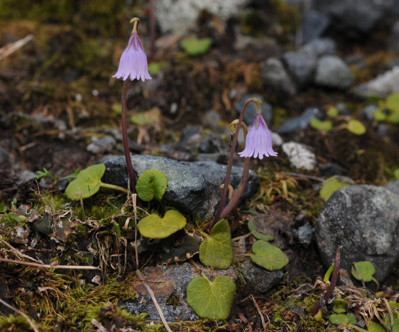 Soldanella pusilla.3.jpg