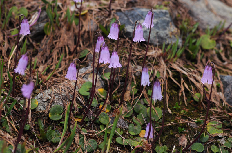 Soldanella pusilla.4.jpg