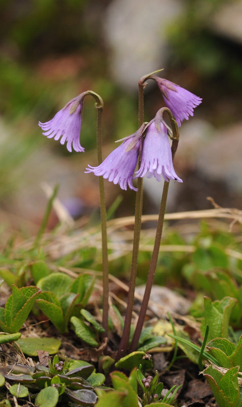 Soldanella pusilla.13.jpg