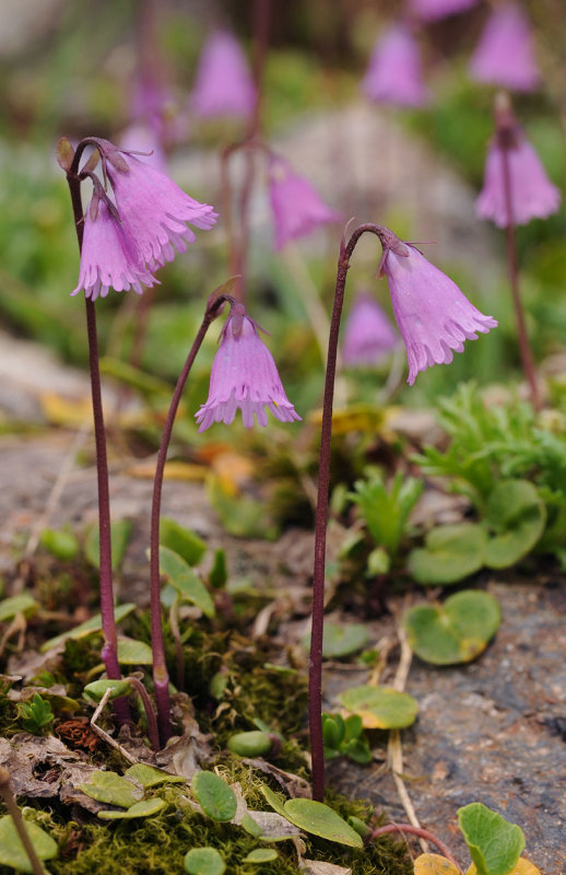 Soldanella pusilla.15.jpg
