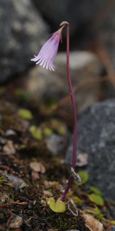 Soldanella pusilla.jpg