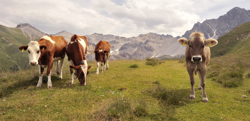 Val Tavru. Cows.jpg