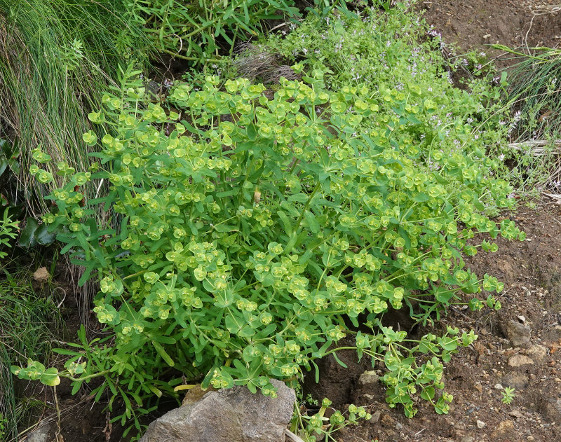 Euphorbia azorica.jpg