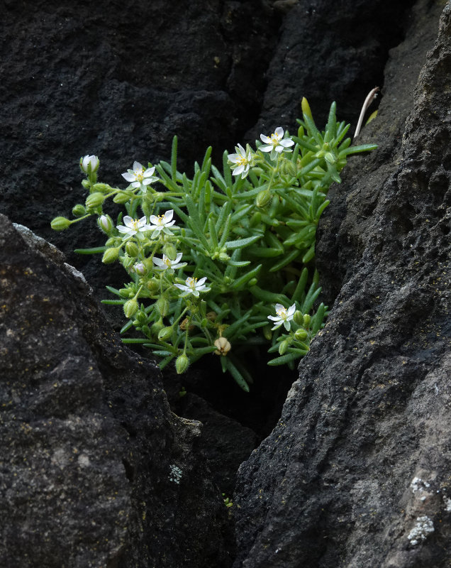 Spergularia azorica.jpg