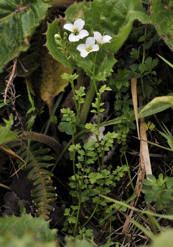 Cardamine caldeirarum.2.jpg