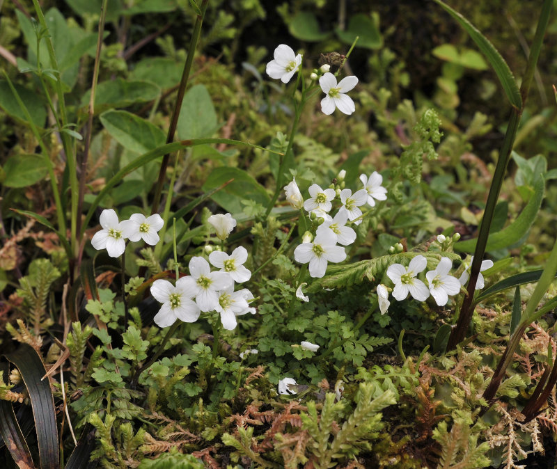 Cardamine caldeirarum.3.jpg