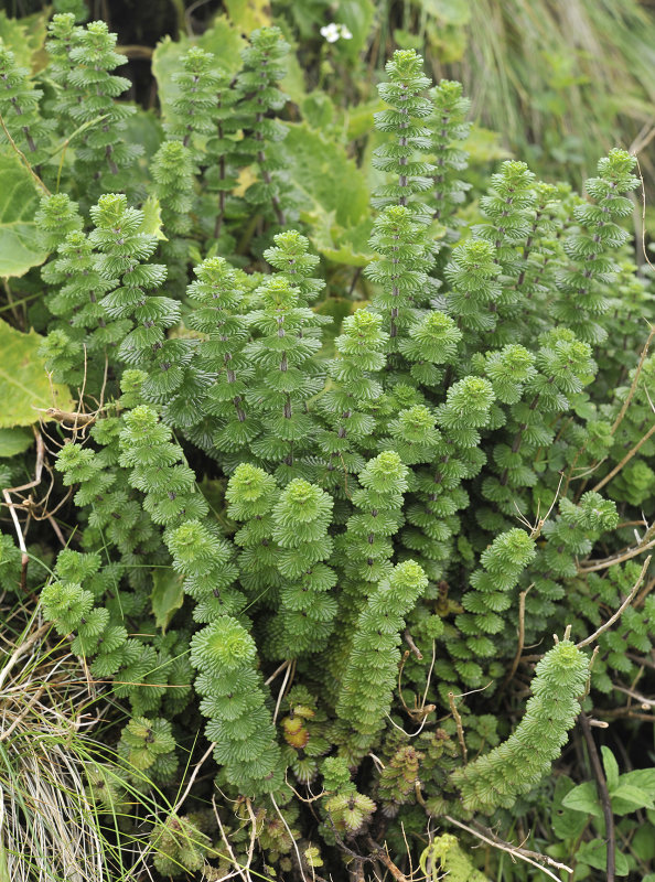 Euphrasia grandiflora.jpg