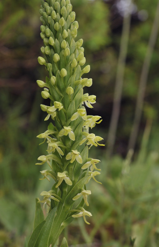 Platanthera micrantha. closer.jpg