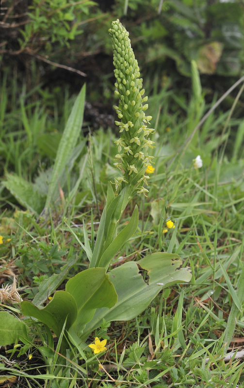 Platanthera micrantha.2.jpg