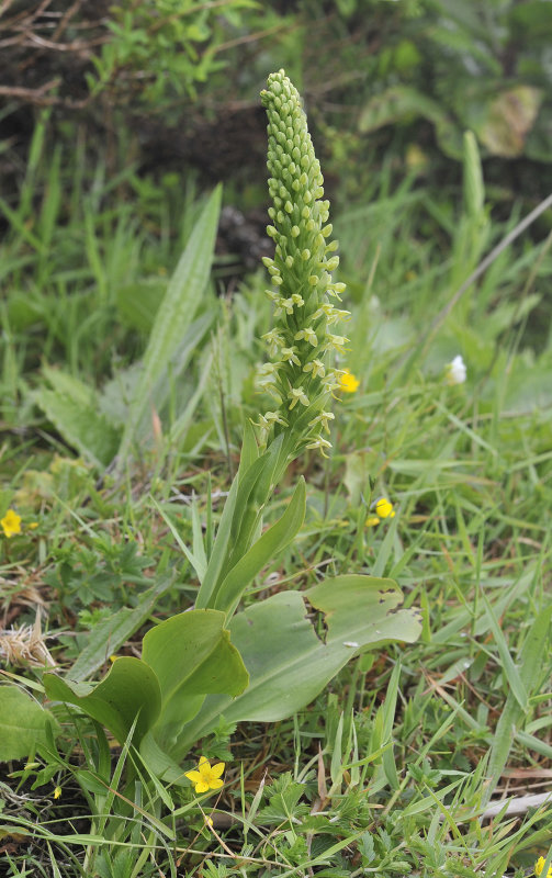 Platanthera micrantha.jpg