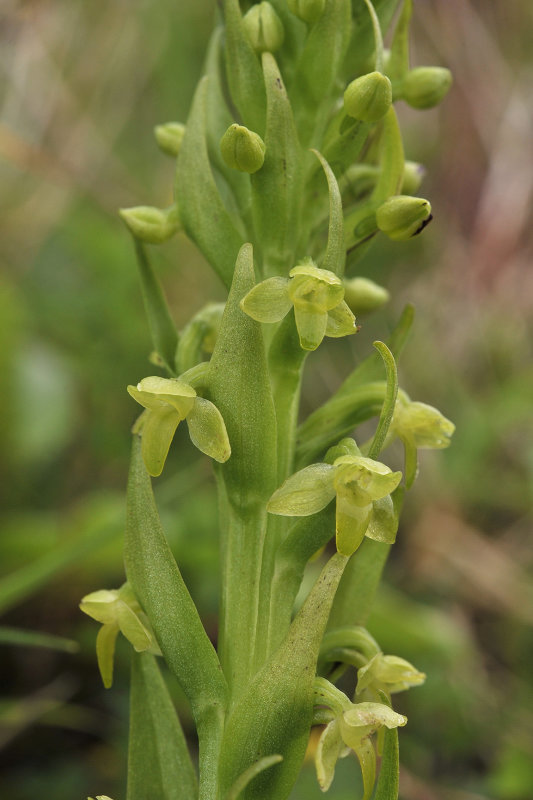 Platanthera pollostantha close-up.jpg