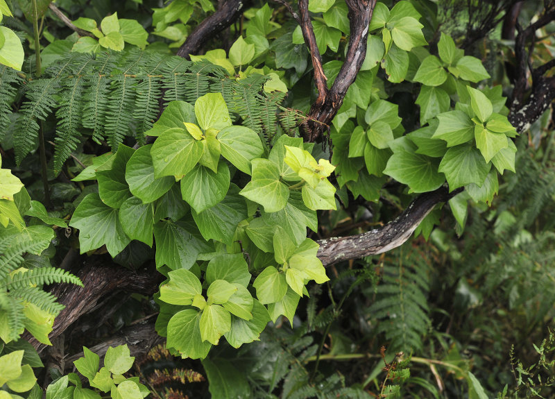 Hedera azorica.jpg