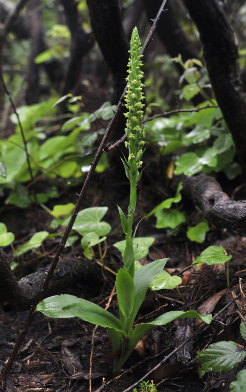 Platanthera pollostantha.3.jpg